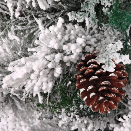 Ёлка дворянская 120-300