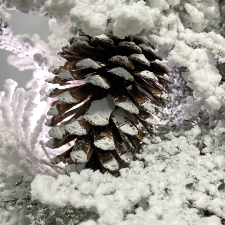 Ёлка дворянская 120-300