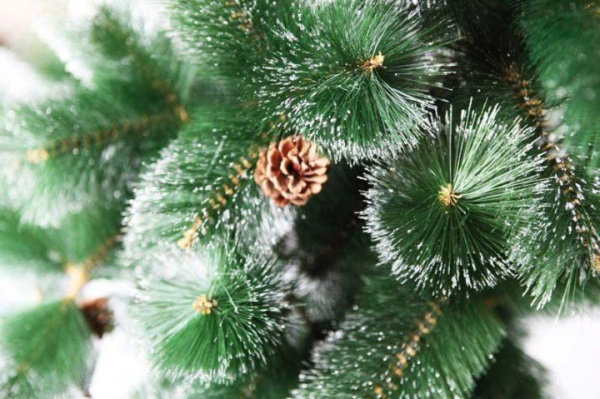 Ёлка Байкальская 120-270см (наличие шишек уточняйте)